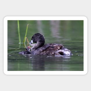 Please Sir, I want some more - Pied-billed Grebes Sticker
